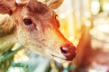 Geyik gündüz sırasında ışık.