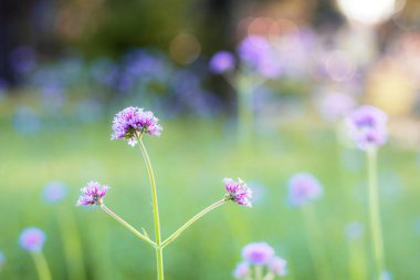 Yeşil arka planda Verbena çiçeklerinin güzel moru.