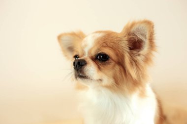 Köpek evcil hayvan dükkanına bakıyor..