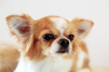 Köpekler beyaz bir arka plana bakıyorlar..