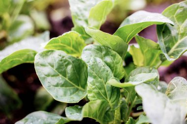 Yağmur mevsiminde güneş doğarken parke üstünde kale..