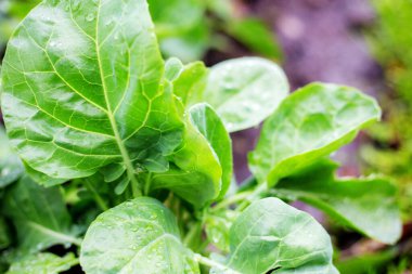 Çiftlikte gündoğumunda parsellerde kale.