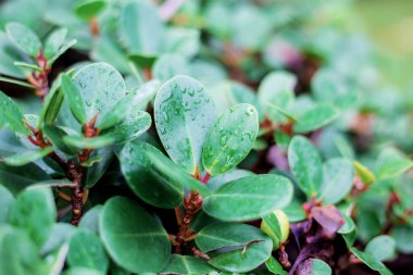 Yapraklar ve damlacıklar Parkta güneş ışığıyla.