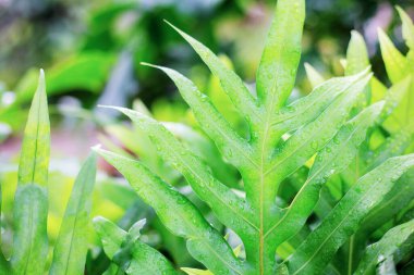 Eğreltiotu yaprakları gün doğumuyla birlikte parkta.