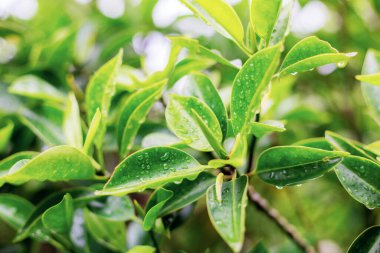 Yağmur mevsiminde güneş ışığıyla taze yapraklar.