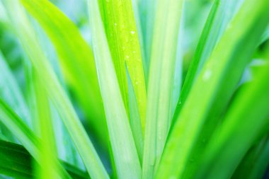 Parkta gün ışığında güzel bitkiler bırakır..