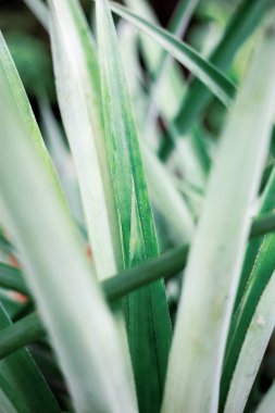 Park alanındaki yaprakların arka planı.