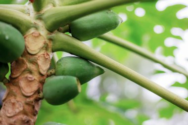 Ağaçta gün doğumuyla birlikte gençlerin papayası.