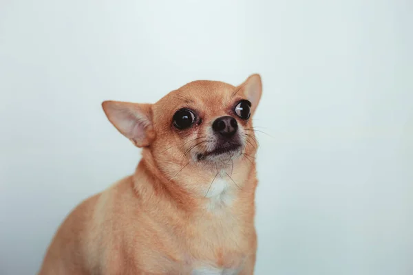 Brauner Hund Auf Weißem Hintergrund — Stockfoto