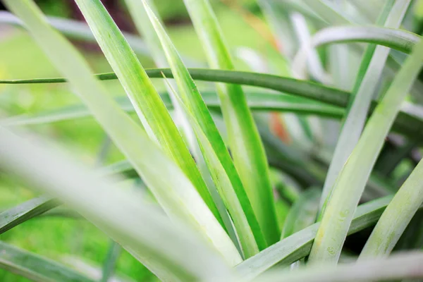 Folhas Planta Parque Com Nascer Sol — Fotografia de Stock