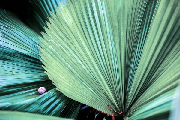 Palmbladeren Het Park Met Textuur — Stockfoto