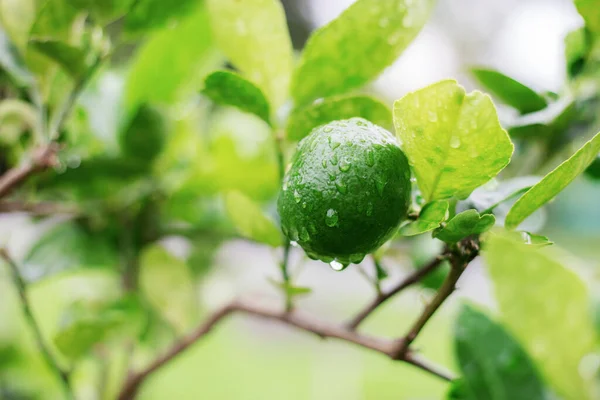 Lemon Tree Rainy Season Sunrise — Stock Photo, Image