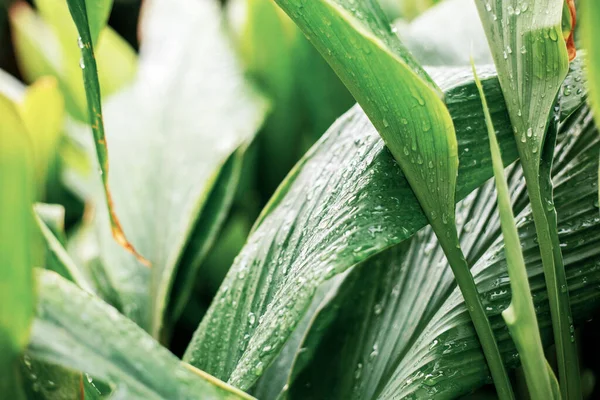 Növényi Levelek Vízcseppekkel Esős Évszakban — Stock Fotó