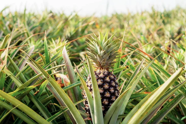 Ananas Plantáži Farmě Oblohou — Stock fotografie