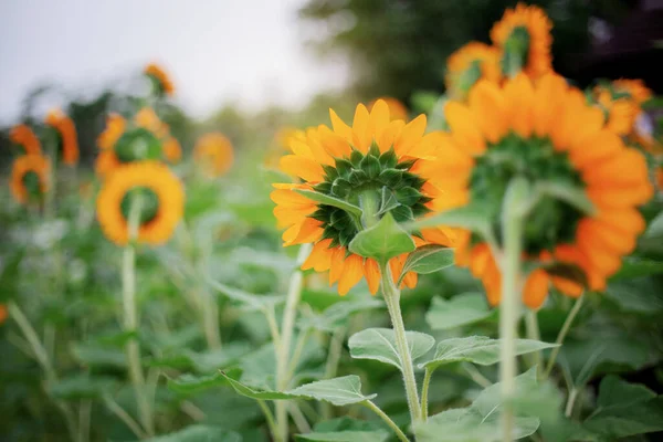 Sunflower Back Beautiful Nature — Stock Photo, Image