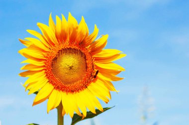 Ayçiçeği parlak gökyüzünde.