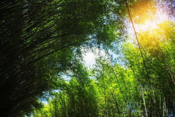 Листья Бамбука Расположены Ряд Светом Течение Дня — стоковое фото