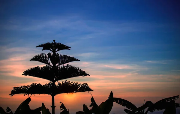 Silhouetten Von Bäumen Und Blättern Bei Sonnenuntergang — Stockfoto