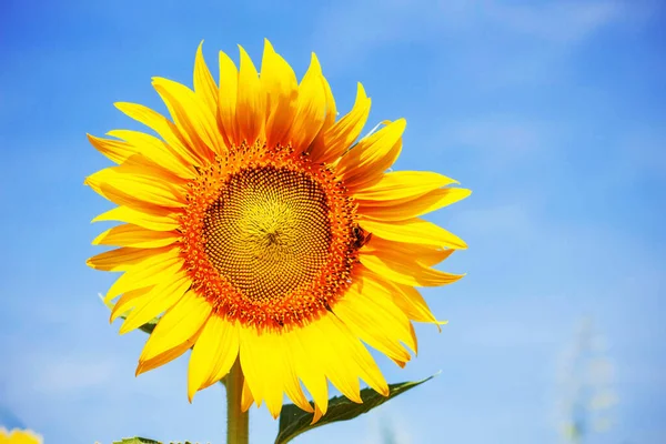 Hermoso Girasol Con Cielo Brillante —  Fotos de Stock