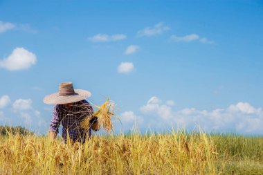 Çiftçi mavi gökyüzü ile tarlaları biçmek için bir tırpan kullanıyordu..