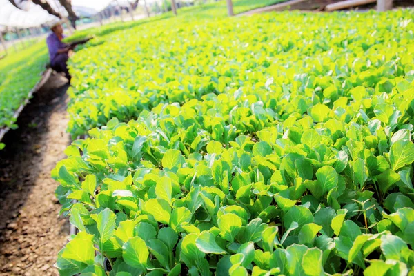 Ökológiai Zöldségek Telken Kertész Gazdaságban Thaiföld — Stock Fotó