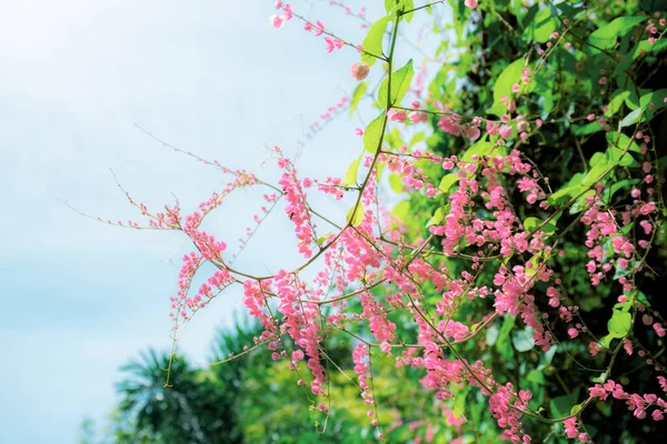 Flores Rosas Floreciendo Con Belleza Invierno Cielo — Foto de Stock