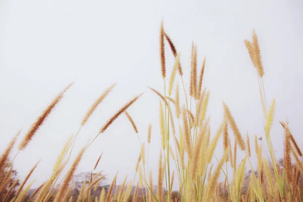 Grasveld Het Platteland Met Het Zonlicht Een Dag — Stockfoto