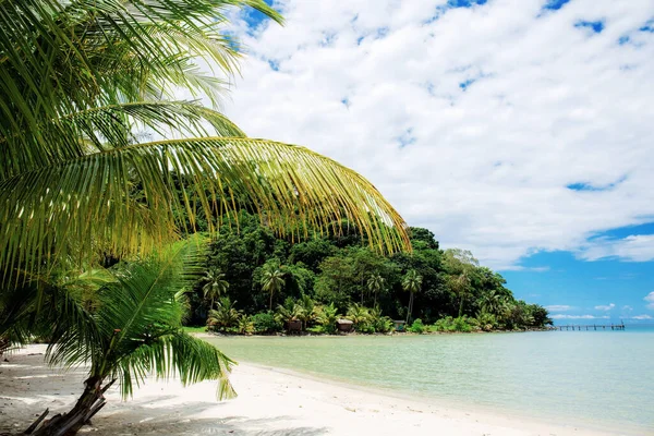 Palmboom Zee Met Blauwe Lucht — Stockfoto