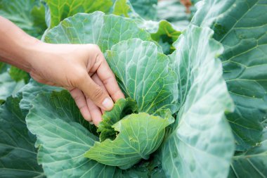 Tarlada lahana yapraklı çiftçi elleri.