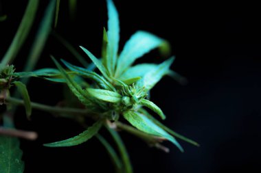 Siyah arka plan üzerinde marihuana yaprak yeşil.