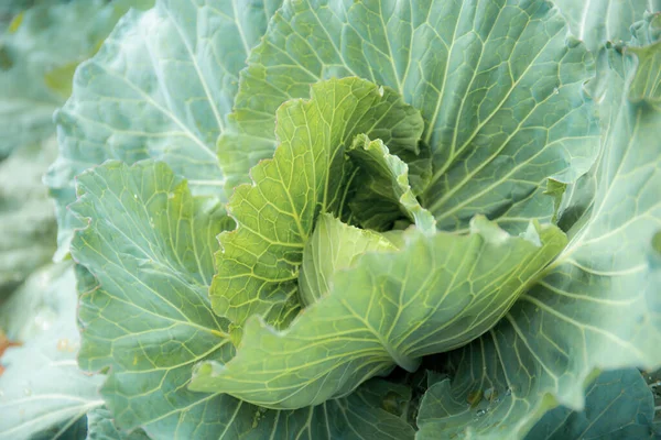 Green leaves of cabbage are growing on plots with sunrise.