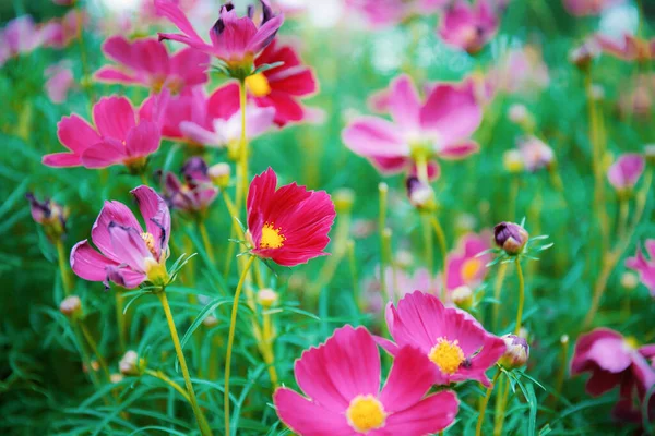 Rosa Flor Cosmos Jardim Com Fundo Verde — Fotografia de Stock