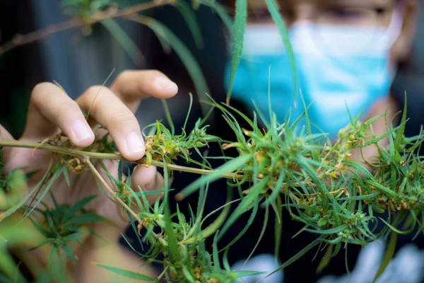 Researchers are studying cannabis plants in gardens.