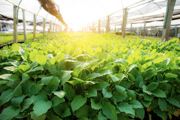 Bio Gemüse Gewächshaus Mit Dem Sonnenlicht lizenzfreie Stockfotos