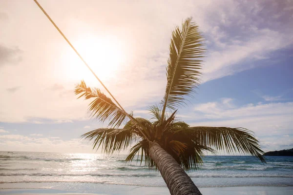 Кокосове Дерево Пляжі Небом Заході Сонця — стокове фото