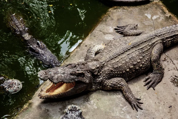 Krokodil Gazdaság Tavában Napfénnyel Nappal — Stock Fotó