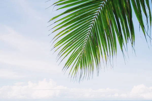 여름엔 하늘이 바다의 야자나무 — 스톡 사진