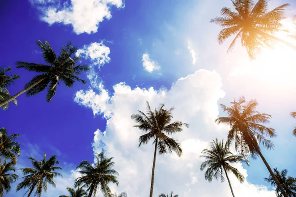 夏天落日下蓝天的棕榈树 — 图库照片