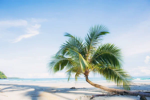 Пальма Піщаному Пляжі Блакитним Небом — стокове фото