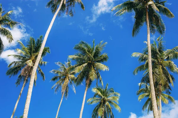夏天有美丽蓝天的棕榈树 — 图库照片