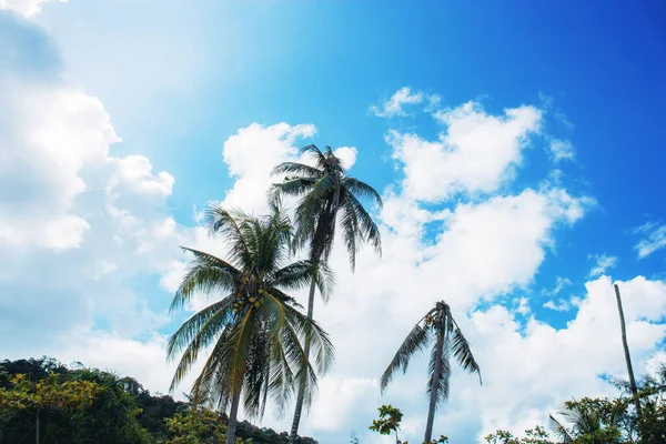 棕榈树在沙滩上 蓝天在阳光下 — 图库照片