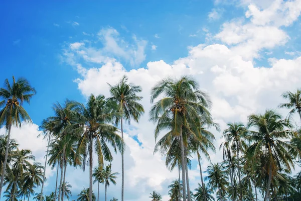 夏天有天空的棕榈树 — 图库照片