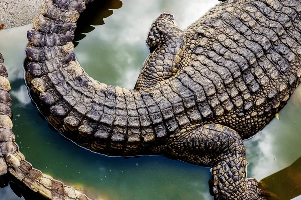 Crocodilo Lagoa Fazenda Com Fundo Textura Imagem De Stock