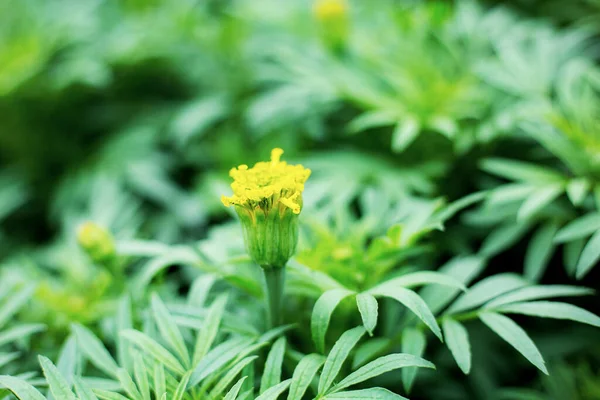 Marigold Цветок Молодых Парке Солнечным Светом Лицензионные Стоковые Изображения