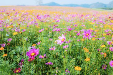 Gökyüzü ile birlikte renkli kozmos.