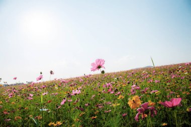 Renkli kozmos gün batımında gökyüzü ile sahada.
