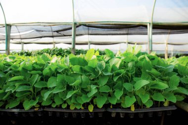 Serada tabakta organik sebze ve güneş ışığı..