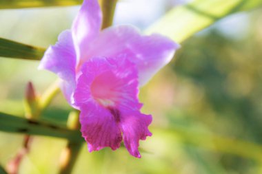 Bahçede güneş ışığı olan mor orkide..