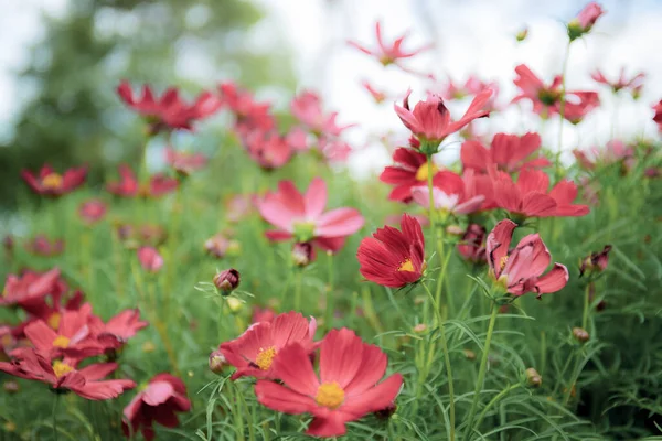 Vermelho Flor Cosmos Campo Com Luz Solar — Fotografia de Stock