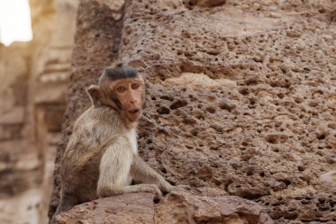 Parkta tuğlada bebek maymun.